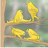 Two thicc yellow birds twerking