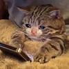 Cat with watery eyes reading a cell phone while in bed