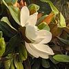 A Southern Magnolia blossom.