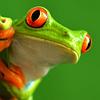 A red eyed tree frog peeking into the image from the left. Both the frog and the background are green.