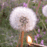a gif of a match setting fire to a dandelion
