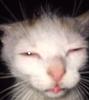 Silly cat squinting at the camera like a dumbass