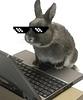 I am a bunny with a laptop. I found it in the trash one day, and now it's mine.