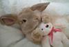 a bunny holding a stuffed animal