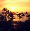 photo of a golden sunset over a beach with black trees