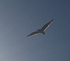 A seagull flying against a blue sky.