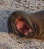 yawning sea lion