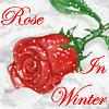 Rose In Winter