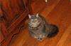 Chunky grey cat with glowing green eyes.