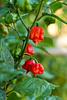three red carolina reaper hot peppers